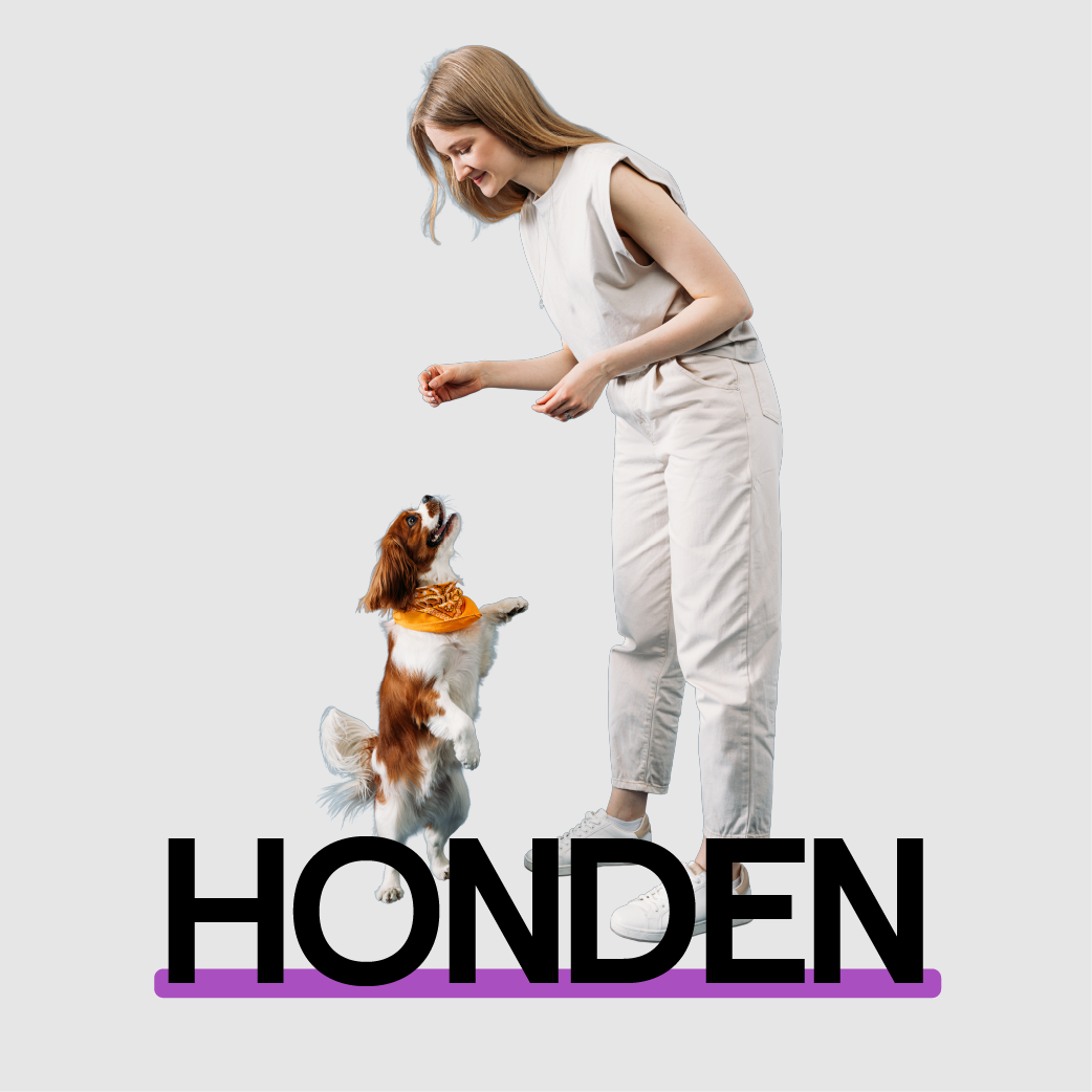 Honden
